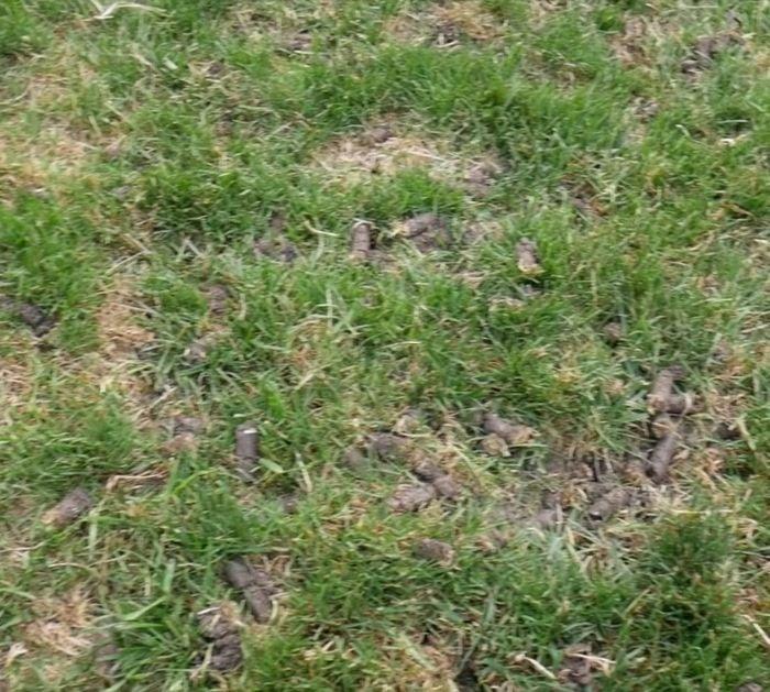 Easy Lawn Care Tips And Hacks