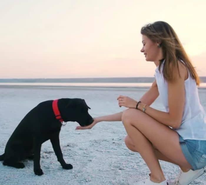 How to Stop Your Dog From Peeing Indoors