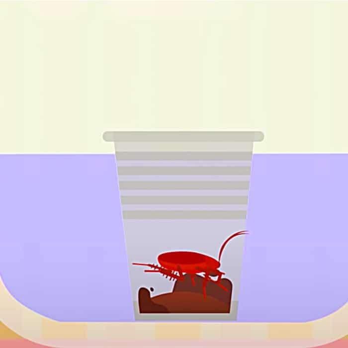 Coffee To Kill Roaches - Baking Soda To Kill Roaches - Bay Leaves To Kill Roaches