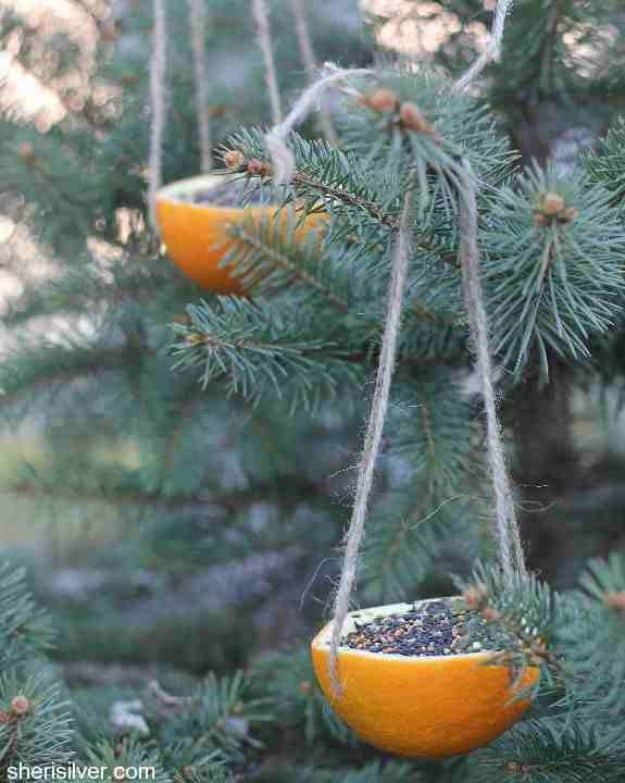 Two hollowed orange halves filled with birdseed and hung on crossed twine from the branches of a blue spruce