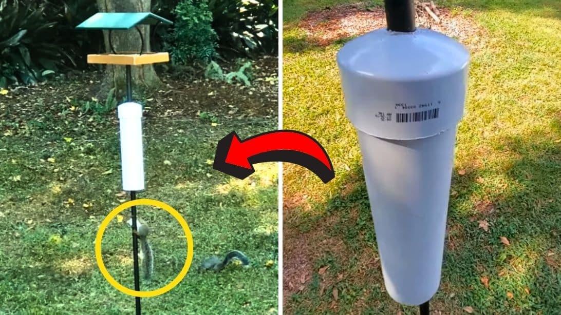 How to Keep Squirrels Off Your Bird Feeder