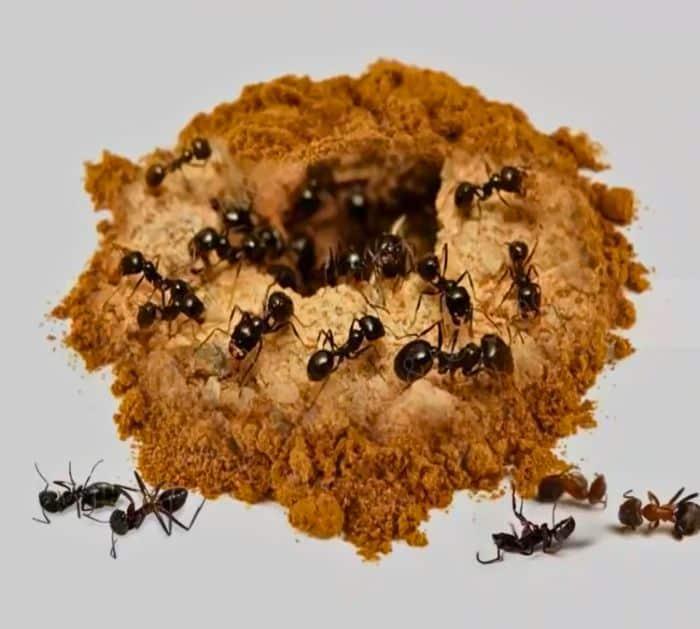 3 Cheap Tricks to Get Rid of Ants in Your Home Tricks