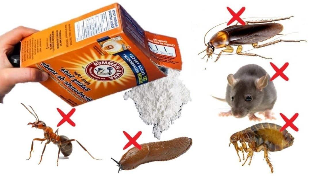 How To Use Baking Soda To Kill Pests