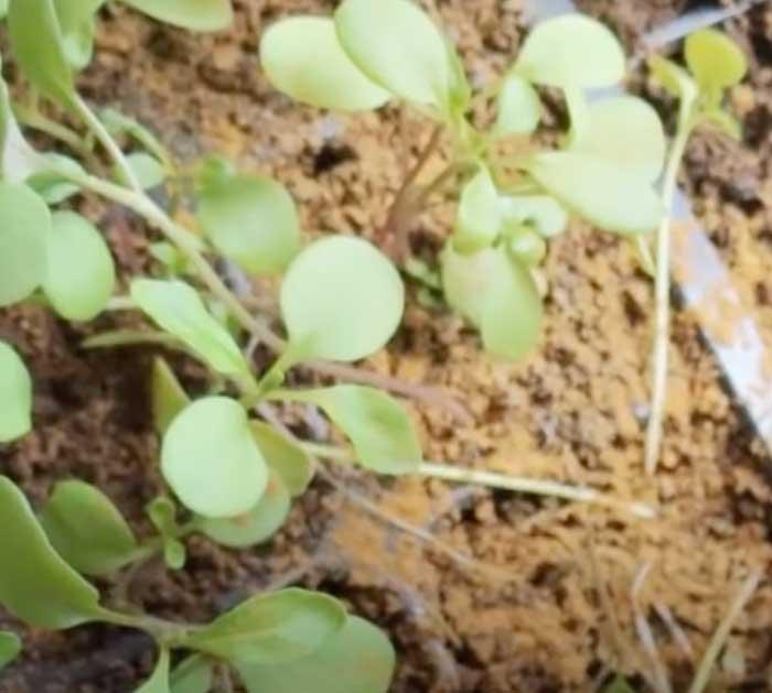 Cinnamon For Gardening - Gardening Hack