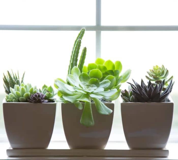 How do you care for a succulent indoors