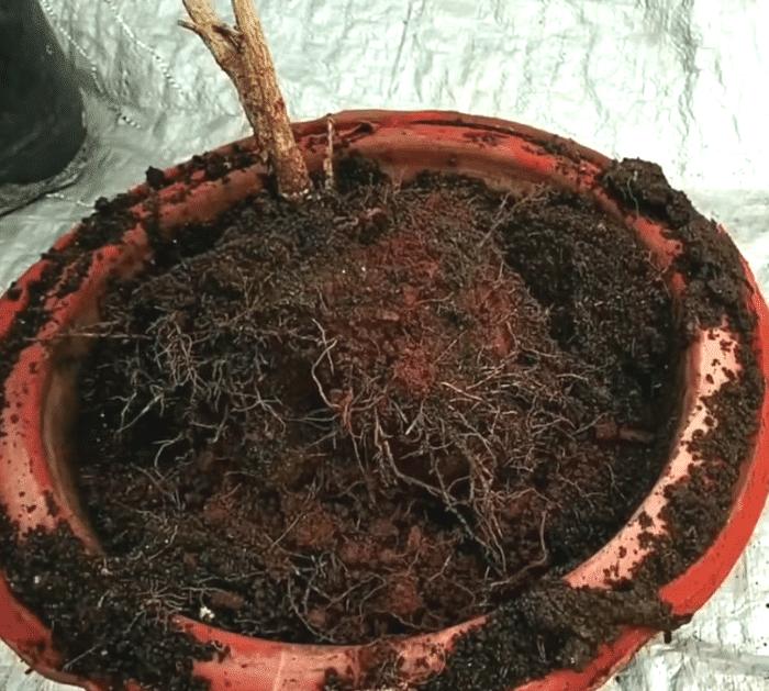 How to Revive Any Dying Plant in 3 Easy Steps gardening