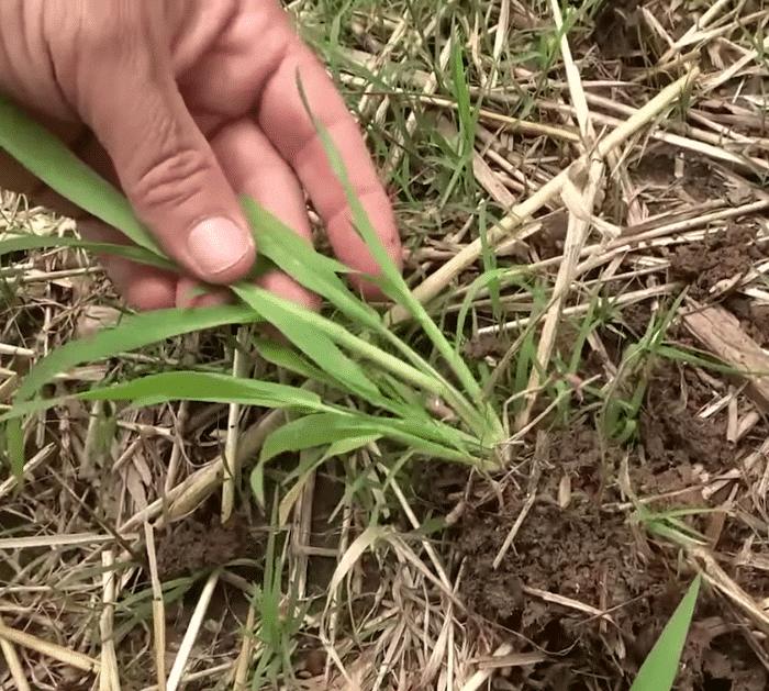 Tips to Get Rid of Crabgrass