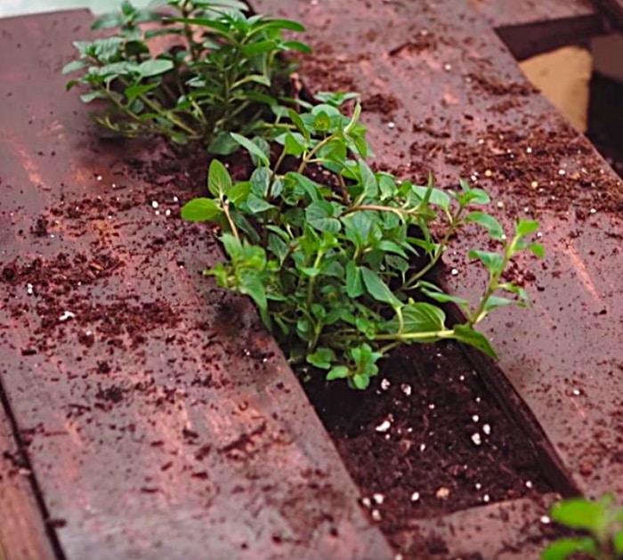 Learn to make a really cute easy pallet herb garden in a few steps