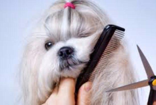 DIY Dog Grooming Tutorials - Brushing, Trimming, And Thinning Tails - Cool and Easy Ways to Wash, Groom and Style Your Pets Fur - Trim Toenails, Brush Teeth, Bath, Trim and Clip Do