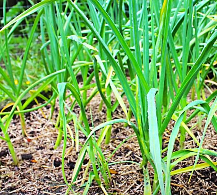 When To Harvest Garlic - Grow Your Own Garlic - Garlic Growing Made Easy