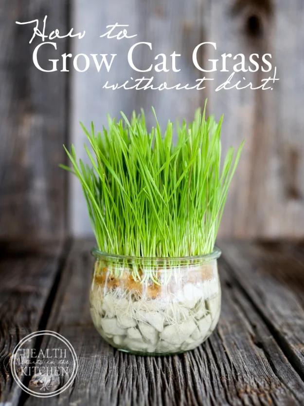 Grow Cat Grass Without Dirt, no special tools needed to pull this together and the trick that finally makes the task painless
