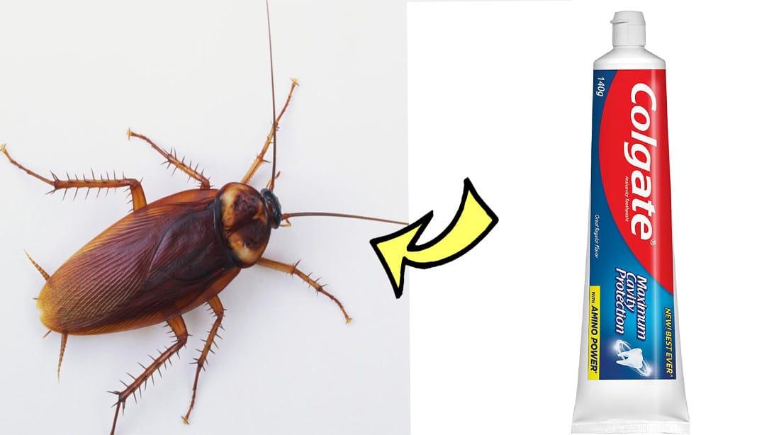 How to Kill Cockroaches in 5 Minutes