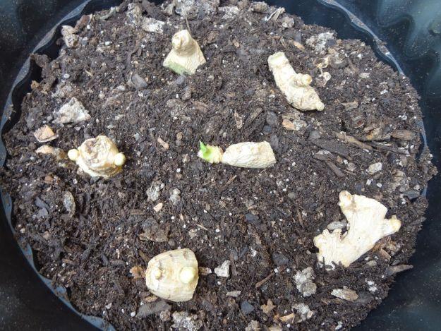 Grow ginger indoors, sprouting ginger rhizome pieces laid bud upward across dark potting soil in a black plastic pot