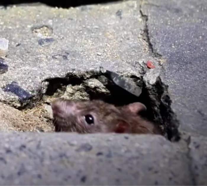 Easy Way to Get Rid of Mice and Rats