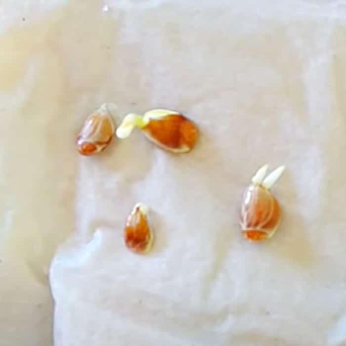 How To Grow A Lemon tree From Seeds - Easy Way To Harvest Lemon Seeds - Seed Storage Ideas