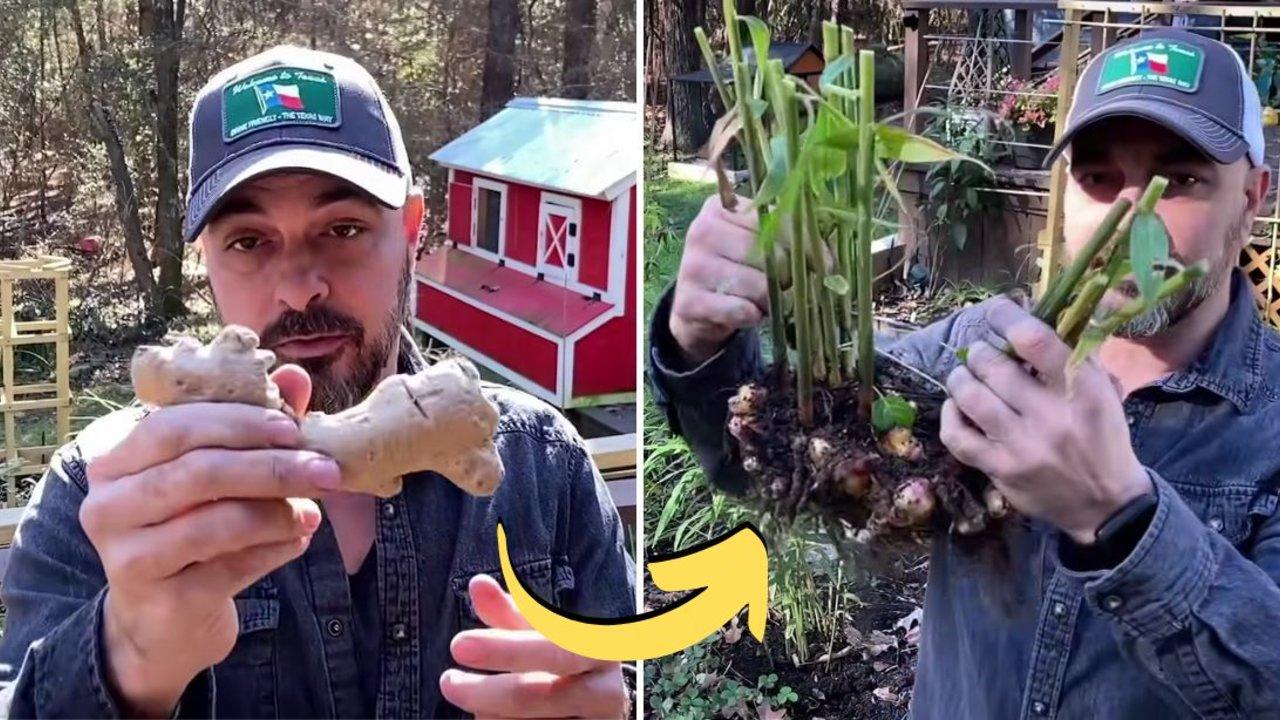 Grow A Ton Of Ginger With Store-Bought Ginger Roots!