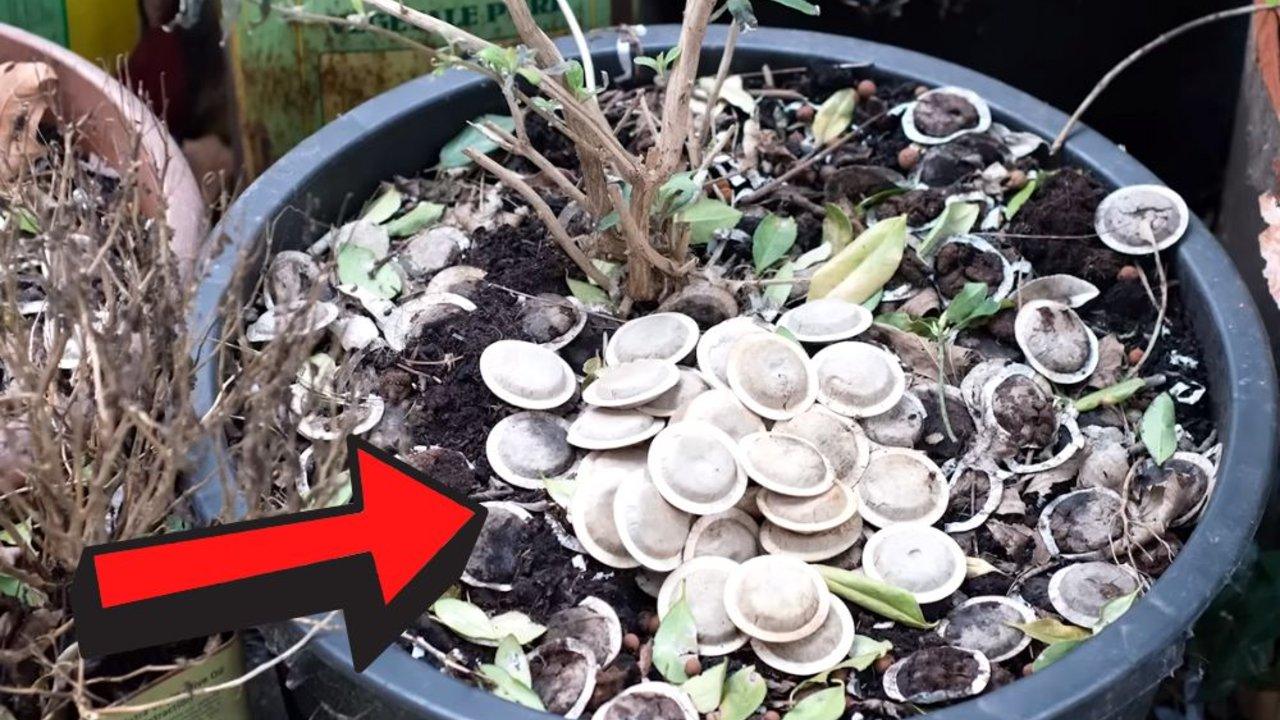 15 Reasons Why You Should Never Throw Away Used Tea Bags