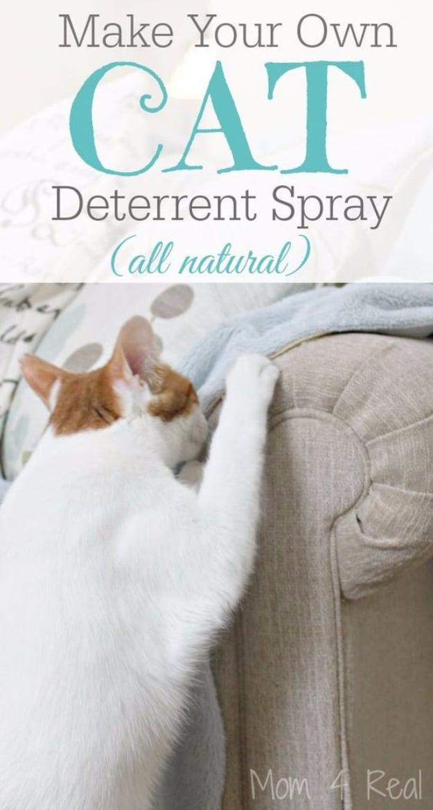 Make Your Own Cat Deterrent Spray, quick to explain to anyone else in the house and the fix worth remembering