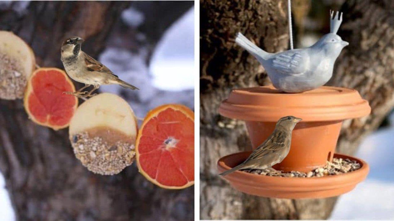 4 Ideas for Feeding Birds in the Winter