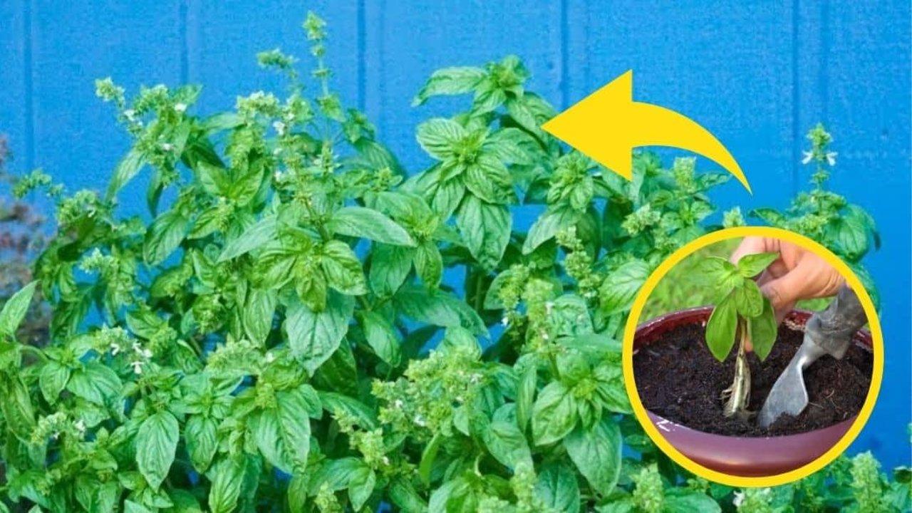 5 Tips to Grow Big Bushy Basil Plants