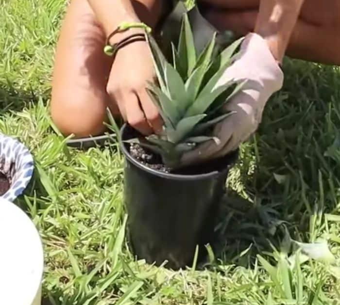 Easy Way to Grow Giant Pineapples in Containers
