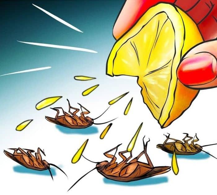 Natural Cockroach Repellent Tips And Tricks