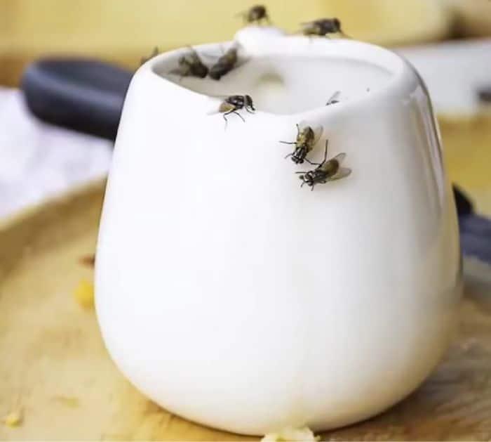 Easy Fruit Fly Repelling Tips and Hacks