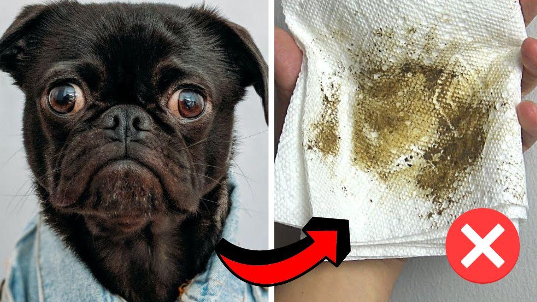 8 Tips for Eliminating Dog Smell from Your House