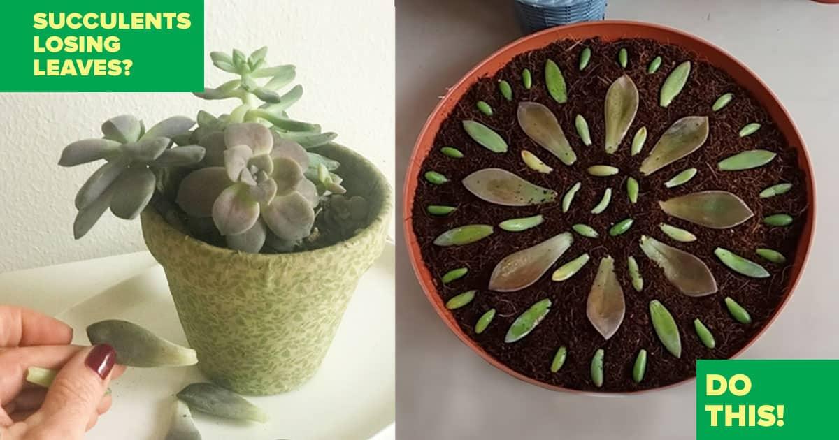 Succulents Losing Leaves? Do This Trick For A Really Cool Idea