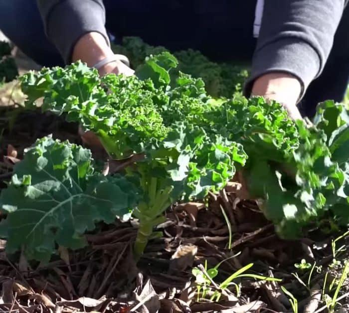What Seeds Are Best to Plant in July