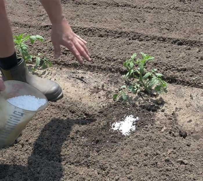 Sprinkle Calcium Nitrate On Soil Of Plants - Calcium Gardening