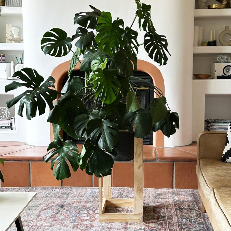 Mid-Century Modern Plant Stand, a beginner friendly build with no special tools required and a detail guests always ask about