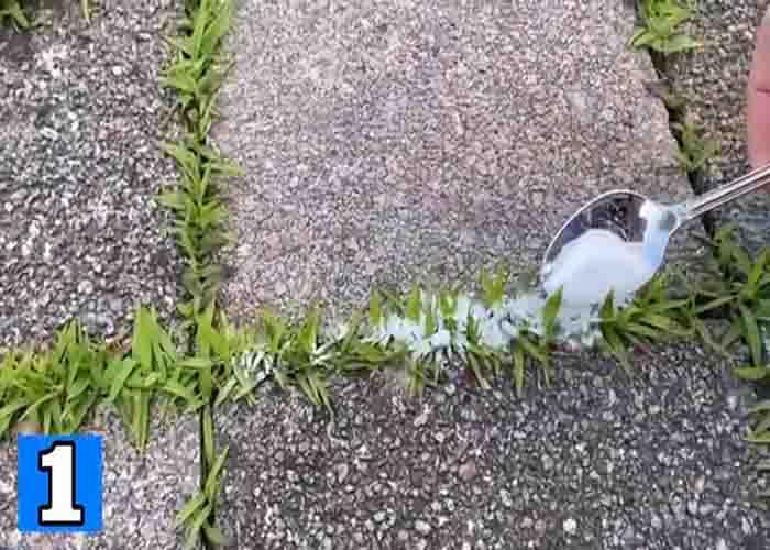 Applying baking soda on weeds to remove them