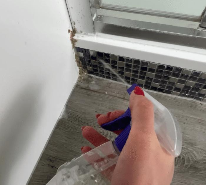 How to Remove Harmful Mold