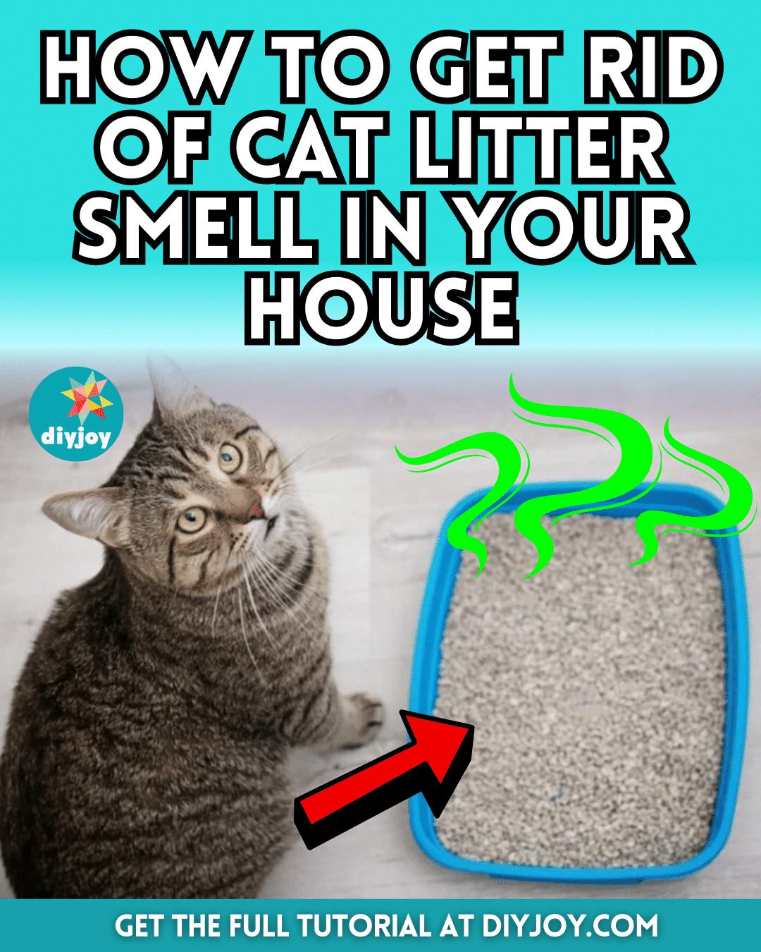 How to Get Rid of Cat Litter Smell in Your House
