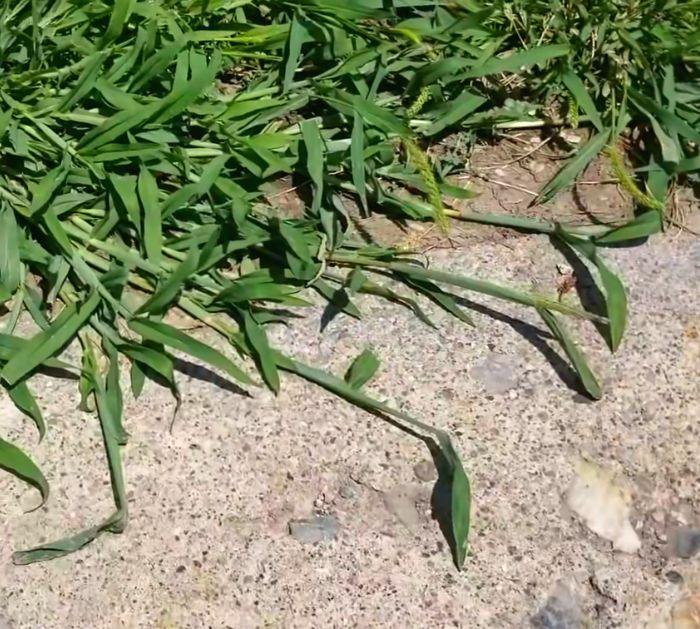 How to Kill Crabgrass DIY Control