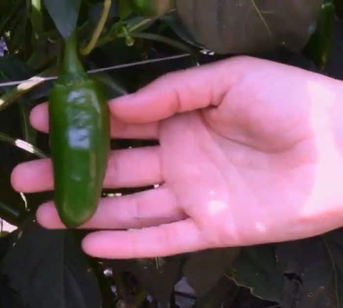 How to Know if a Jalapeno Pepper is Spicy or Not
