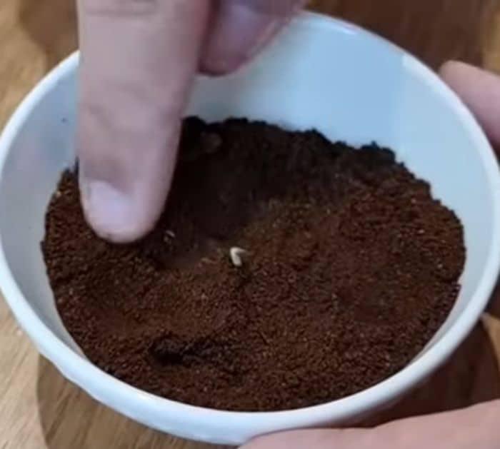 How to Burn Coffee Ground For Mosquito Repellent