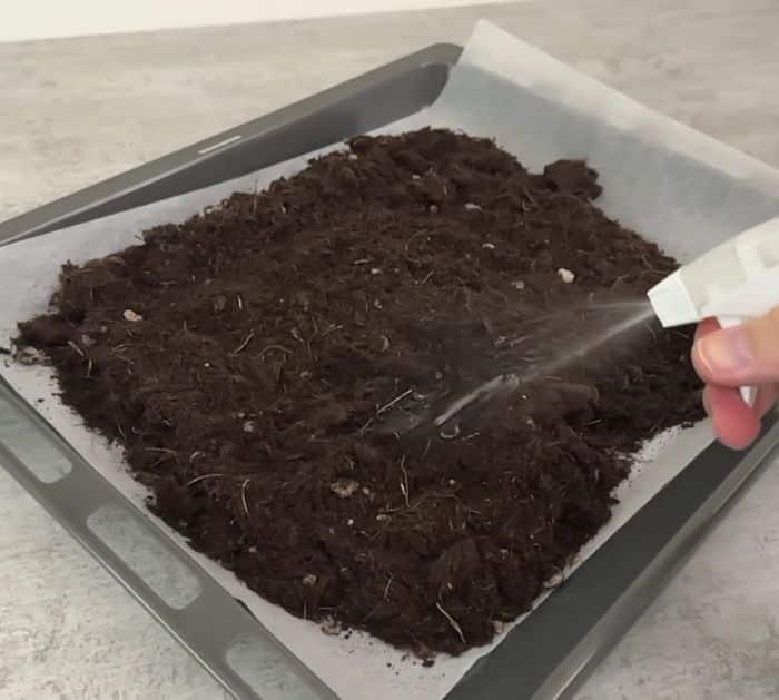 Easy Plant Care Tips and Hacks