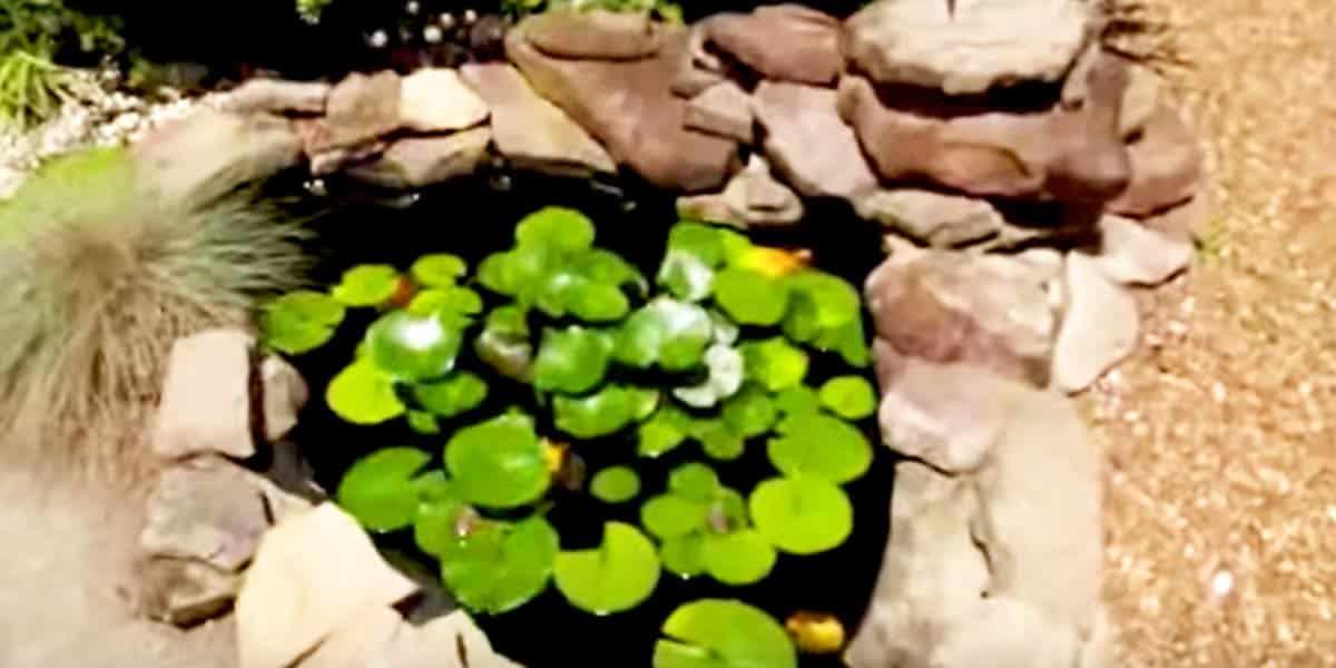 He Digs A Hole, Puts In Plastic Liner And Makes An Incredible Difference In His Yard!