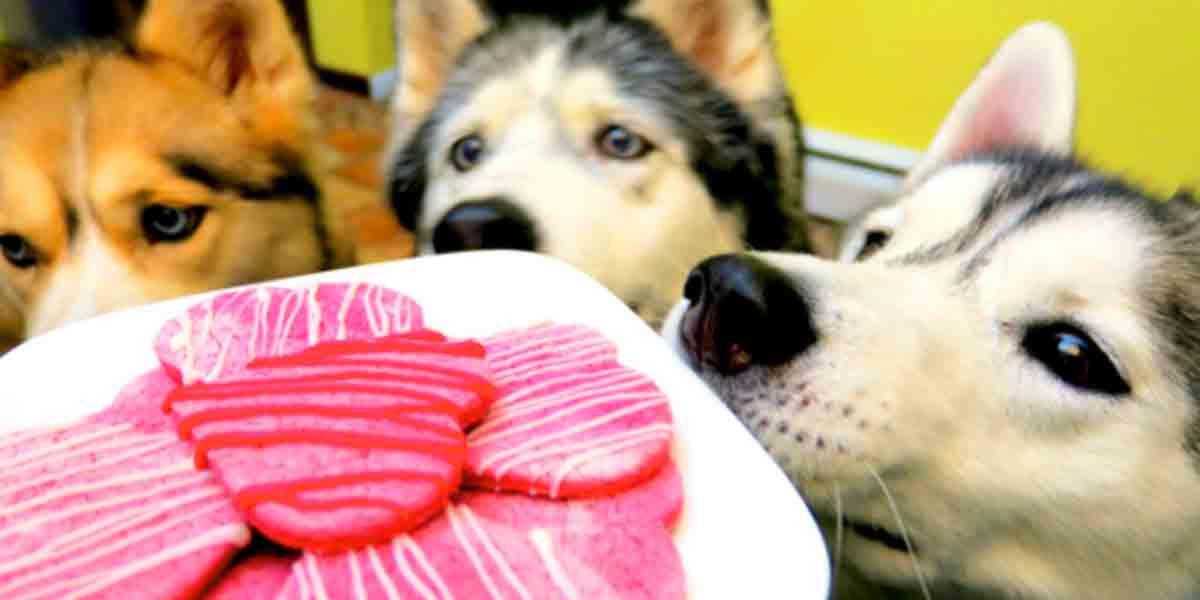 Don’t Forget Your Canine Friends Need Valentine’s Treats Too, So Watch What She Does!
