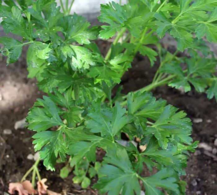 Best Seeds To Plant In January Or During Winter
