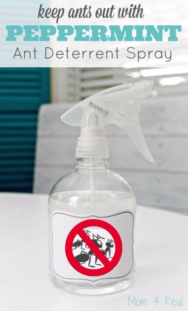 Best Ways to Get Rid of Bugs - Homemade Peppermint Ant Spray - Easy Tips and Tricks to Get Rid of Roaches, Ants, Fleas and Flies - DIY Ways To Exterminate and Elimiate Pests from Y