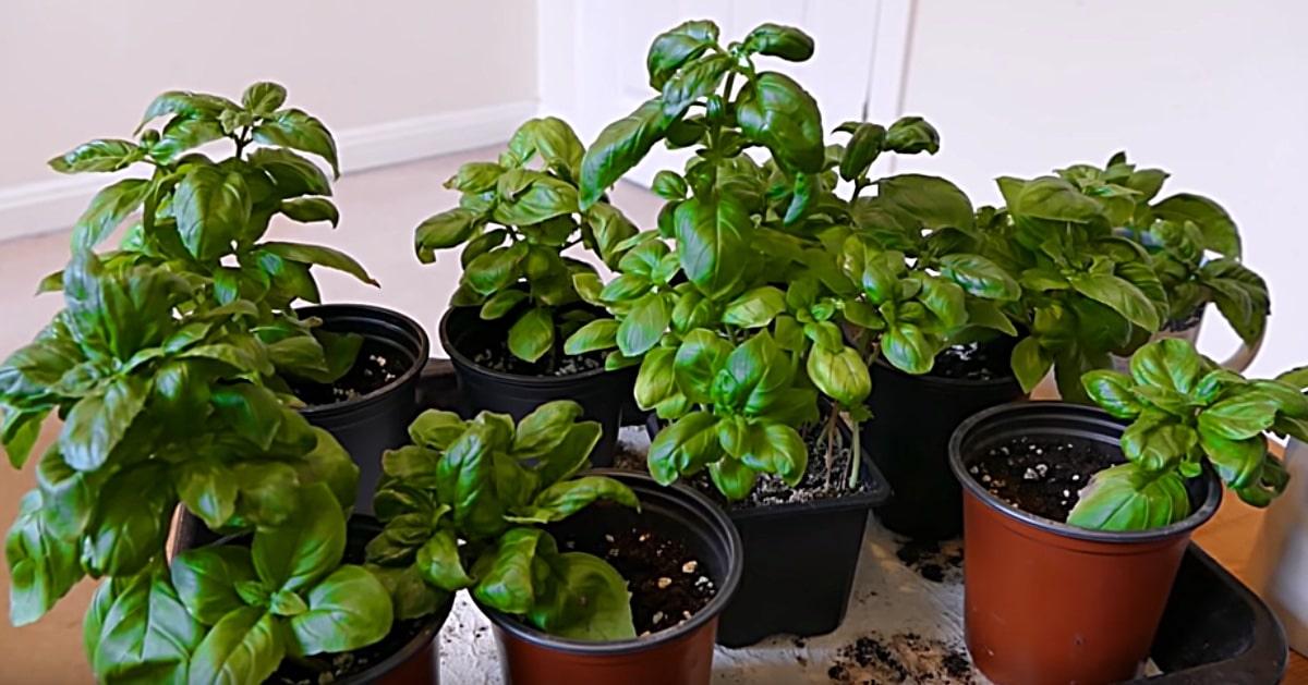 Grow An Infinite Number Of Basil Plant From One Mother Plant