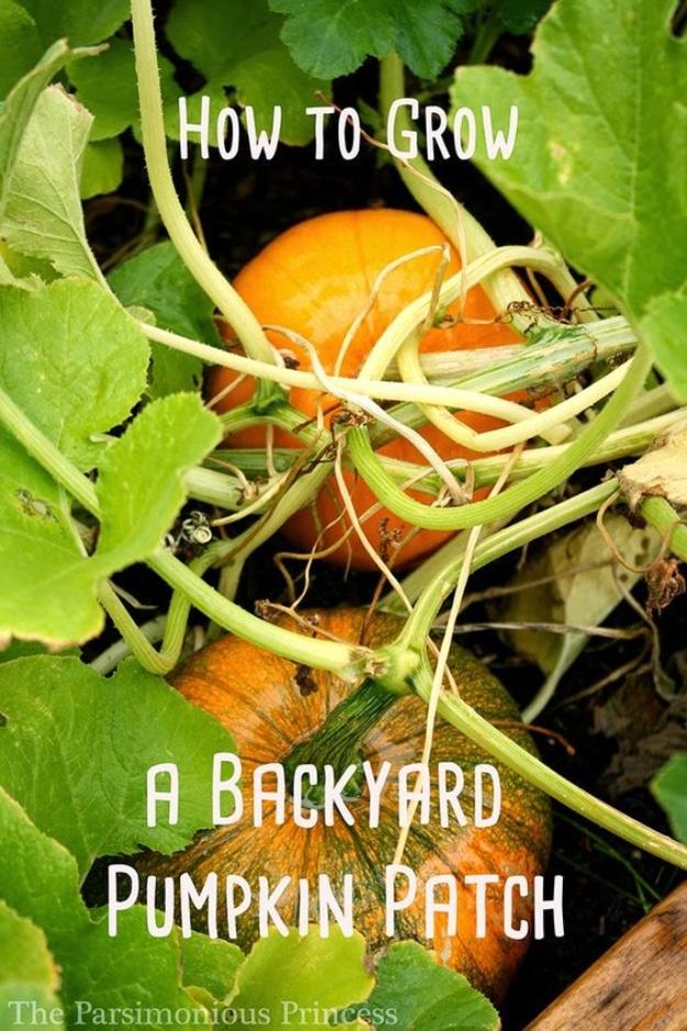 Two orange pumpkins ripening on the vine under big green leaves, titled How to Grow a Backyard Pumpkin Patch