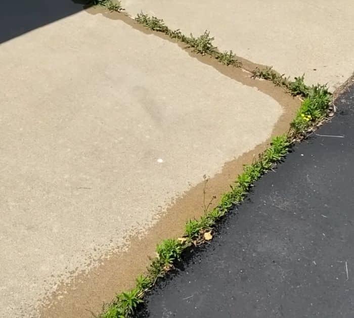 Easy Way to Get Rid of Weeds in Your Sidewalk Cracks For Good