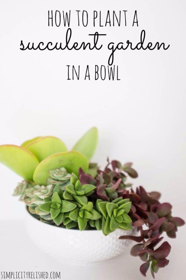 Succulent garden in a bowl, green and burgundy succulents planted in a white hobnail bowl against a plain background