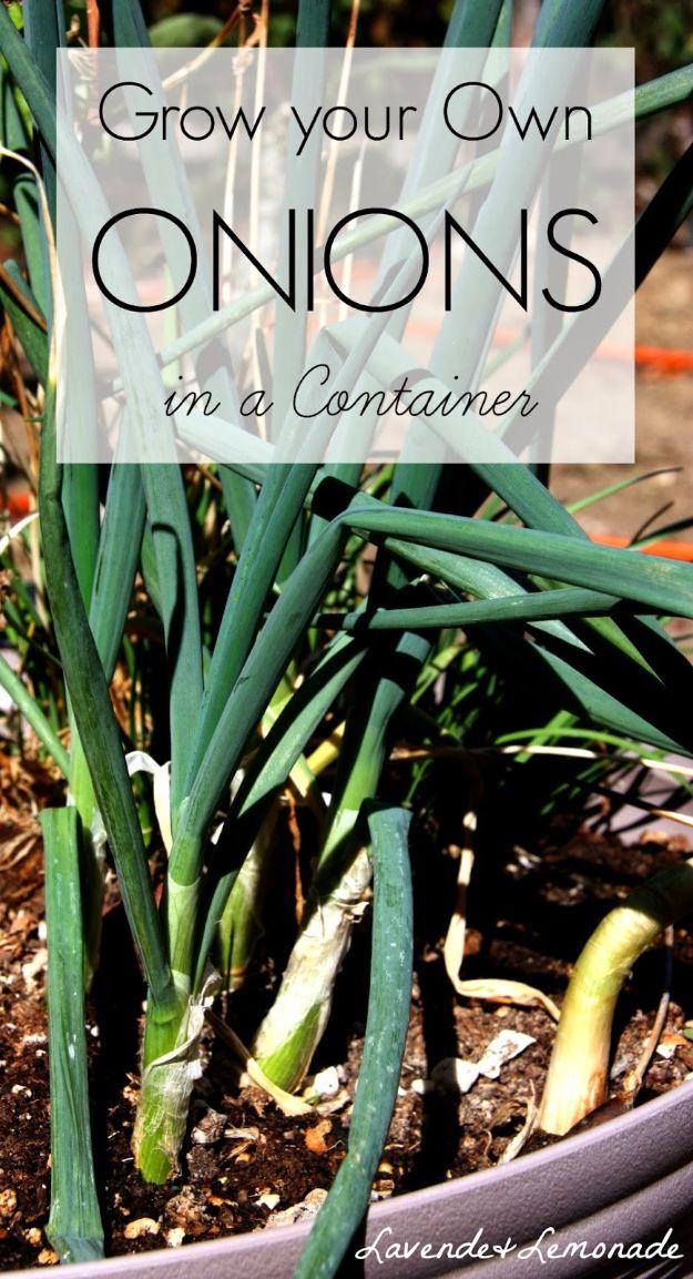 Grow your onions in a container, thick green onion tops with white bulbs forming in a wide terracotta bowl planter