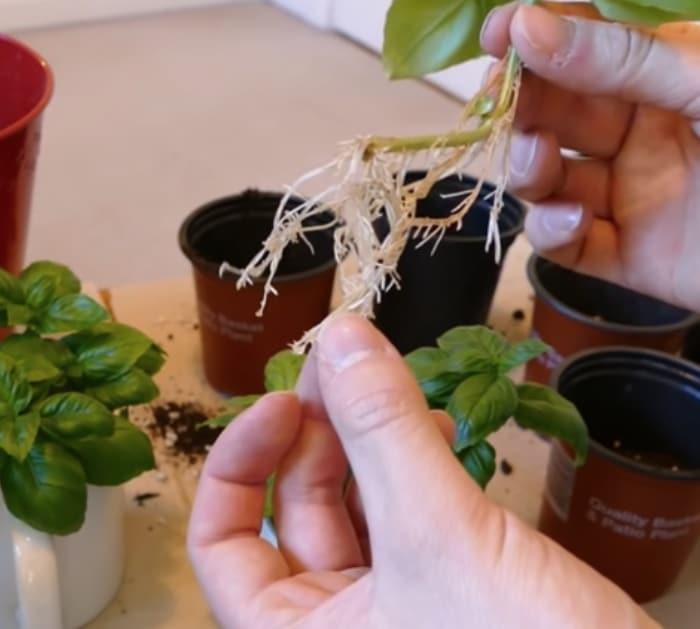 Grow an infinite number of basil plants from one mother plant