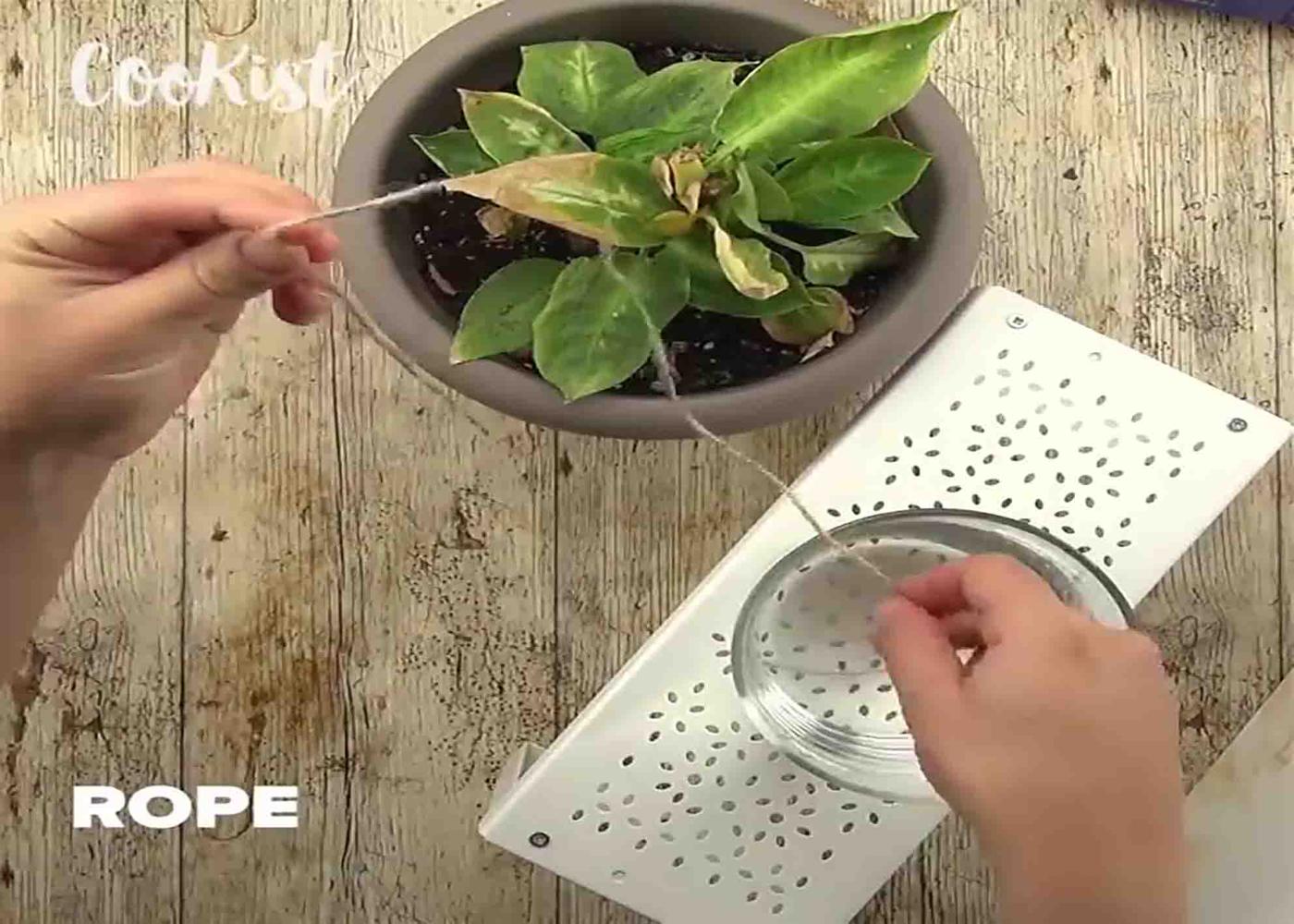 Putting rope from a bowl of water to the plants to keep them hydrated